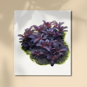 Könnte beinhalten: Nahaufnahme einer Gruppe dunkelvioletter Pflanzen mit roten Akzenten, die in einem Fleck grünem Moos wachsen. Die Pflanzen sind kreisförmig angeordnet und vor einem weißen Hintergrund platziert.