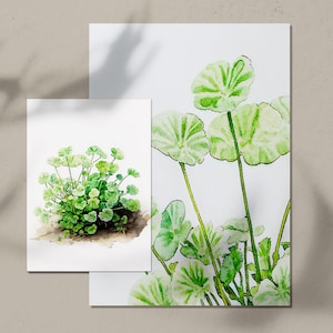 Op de afbeelding: Twee aquarellen van groene planten. De eerste afbeelding toont een groep groene bladeren met een bruine grond. De tweede afbeelding toont een enkele plant met grote, ronde, groene bladeren.