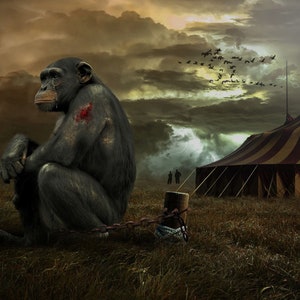 May include: A sad-looking chimpanzee sits chained to a wooden post in front of a circus tent. The chimpanzee has a bloody wound on its arm. The tent is striped red and yellow and has a pointed top. The sky is dark and stormy with a flock of birds flying overhead.