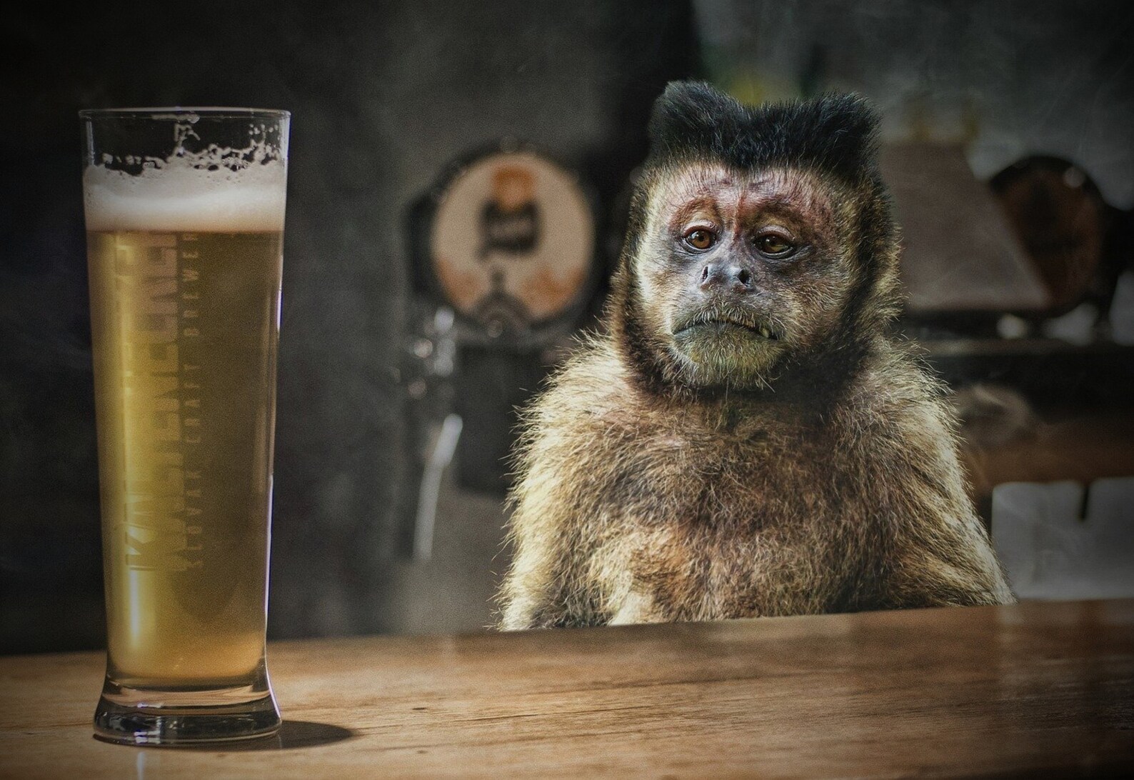 Drunk Monkey Art With a Variety of Sizes You’ll Love. Explore Now - Etsy
