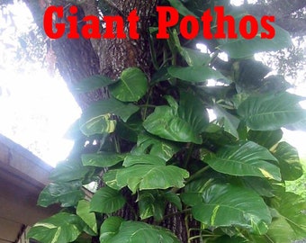 Buy 1 Get 1 FREE !! Cutting Climbing Giant Pothos philodendron Money tree PLANTS