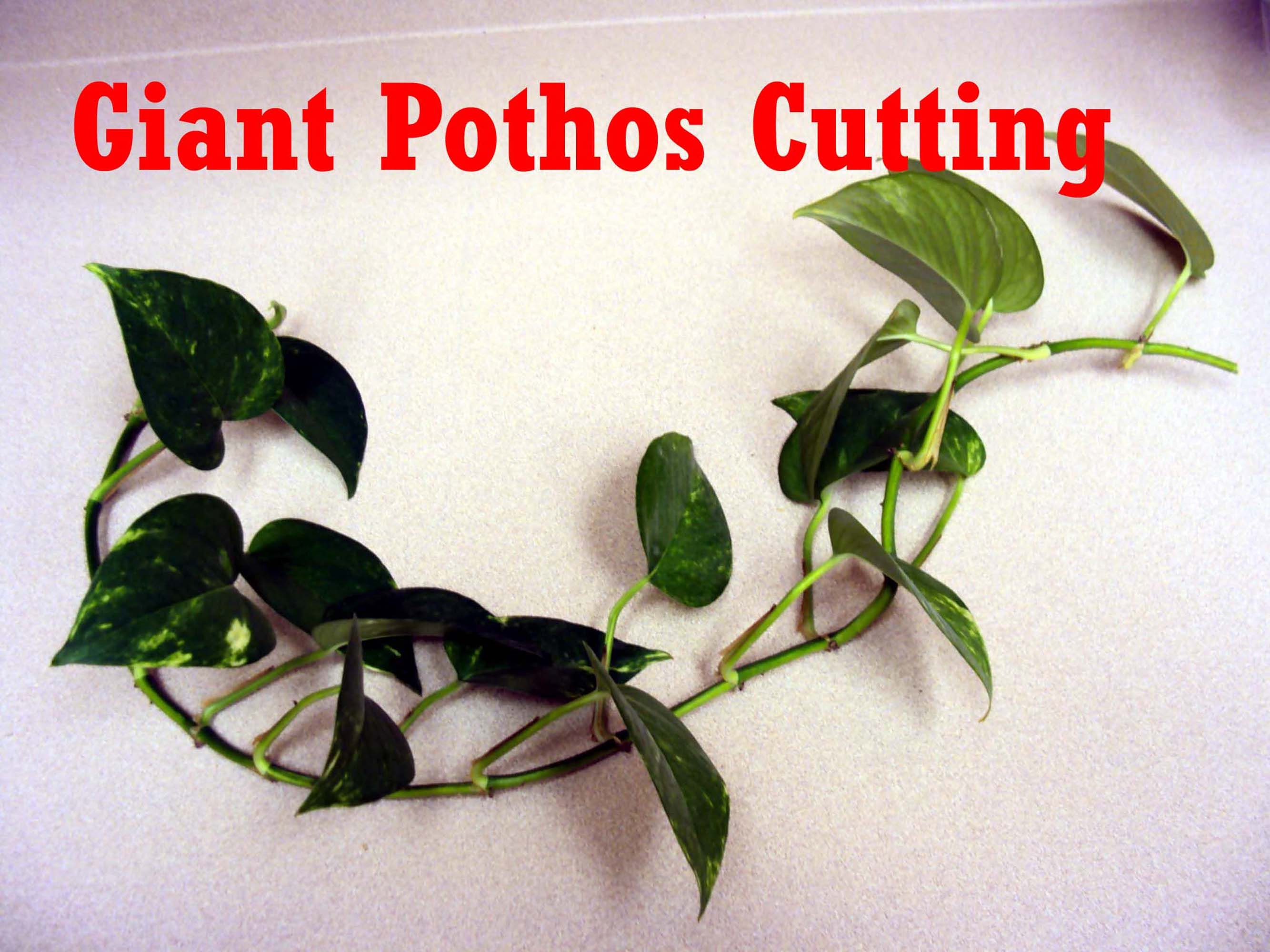 Giant Pothos Philodendron Will Grow Giant Leaves Loves to Climb Trees - Etsy