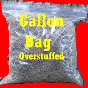 May include: A clear plastic bag filled with a large amount of gray, stringy material. The bag is labeled "Gallon Bag Overstuffed".