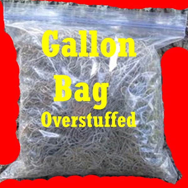 Florida Fresh Spanish Moss 1 Gallon Bag Overstuffed