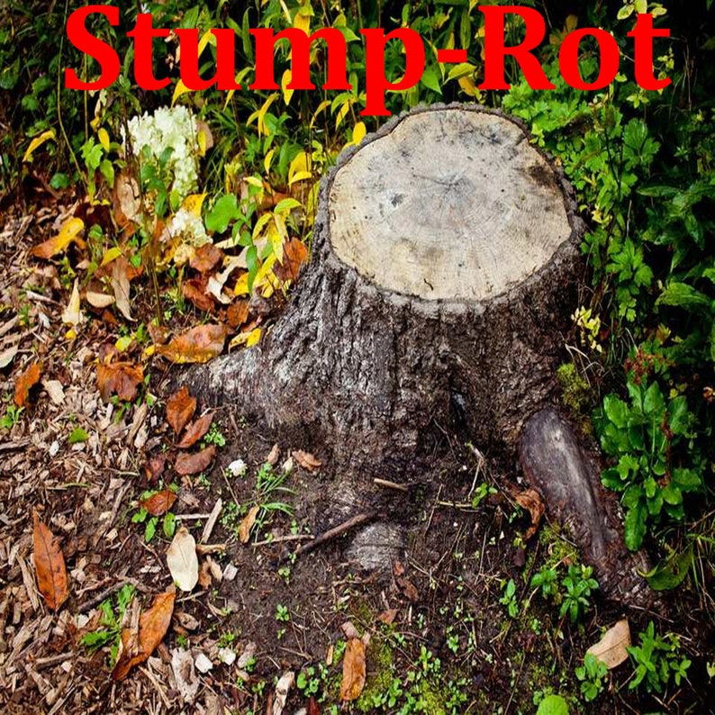 Tree Stump Rot Granules professional Grade 5 Pounds Etsy