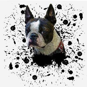 Terrier de Boston. aquarelle Boston Terrier png. Conception de sublimation de chien. graphiques de sublimation