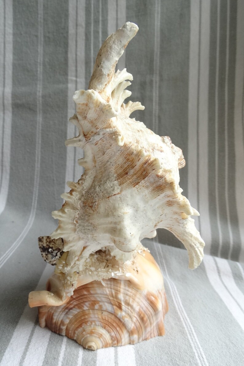 Virgin Mary Shell Sea Shell Shrine/virgin Mary Statue/shell Work Grotto/shell Art ...