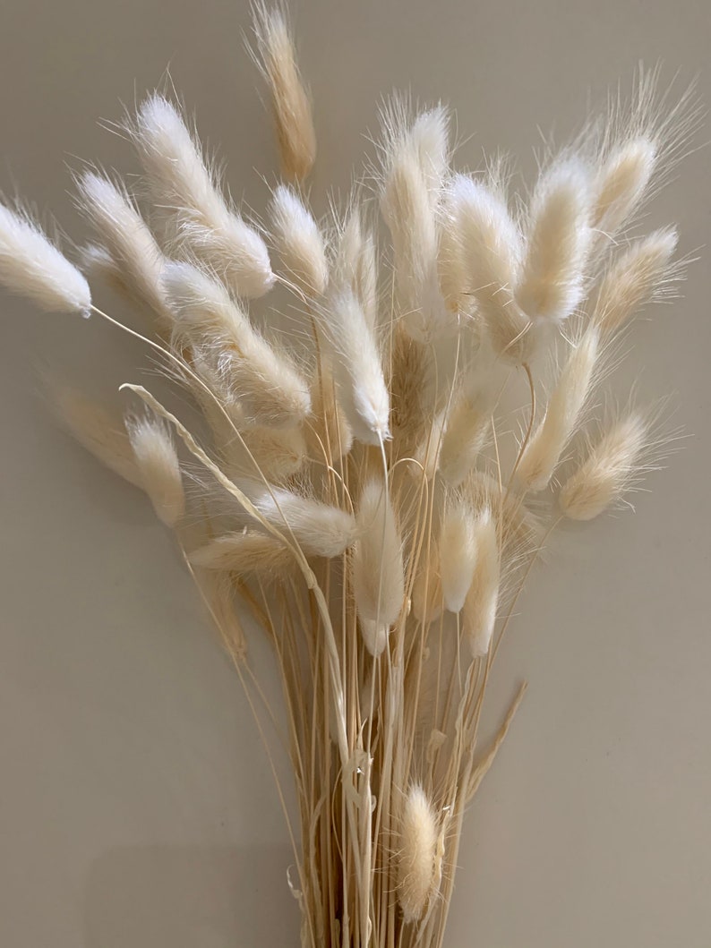 White Fluffy Bunny Tails Pampas Etsy