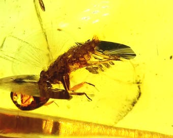 Super Amber with Insect Inclusions, Chiapas, Mexico