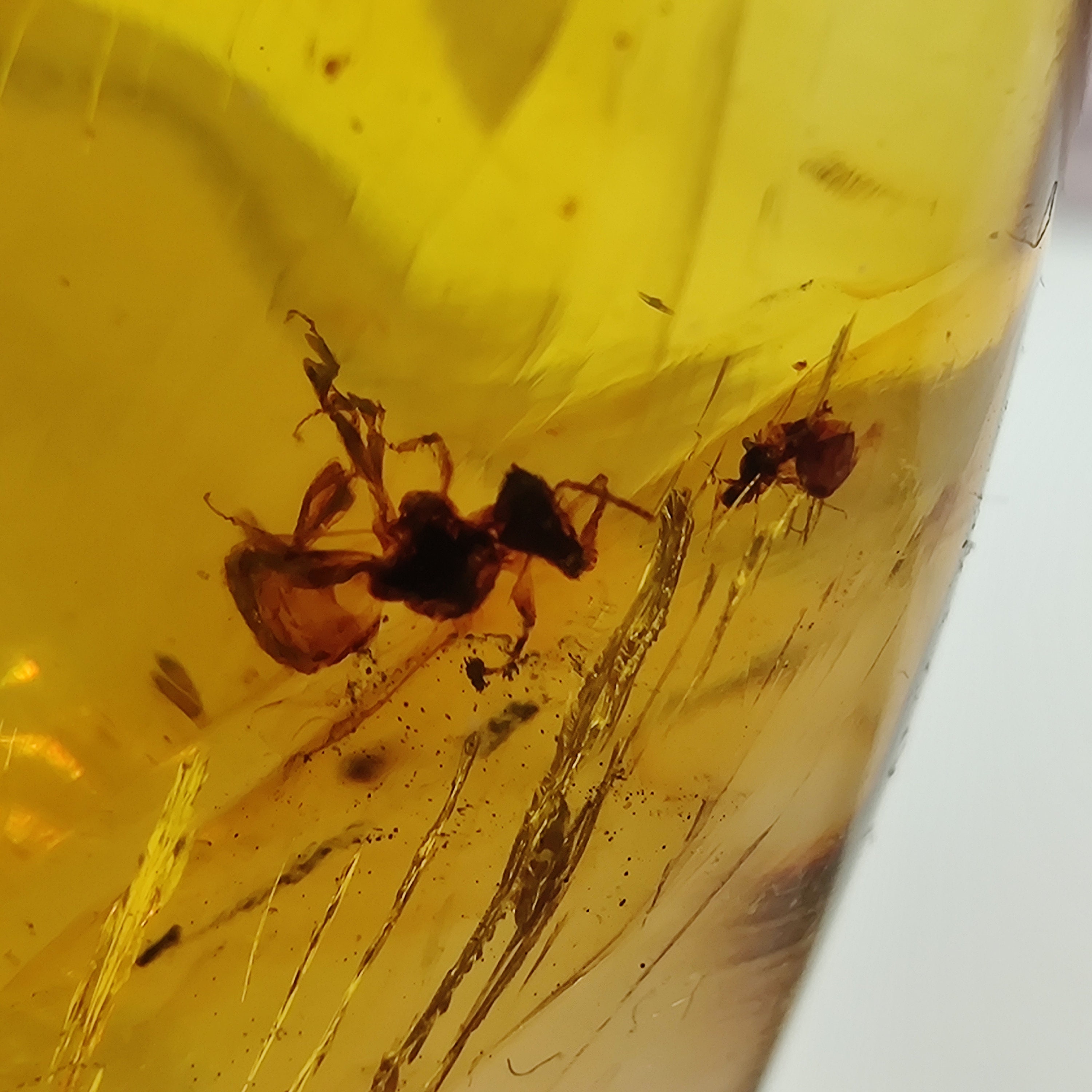 Super Amber with insect inclusions, Chiapas, Mexico