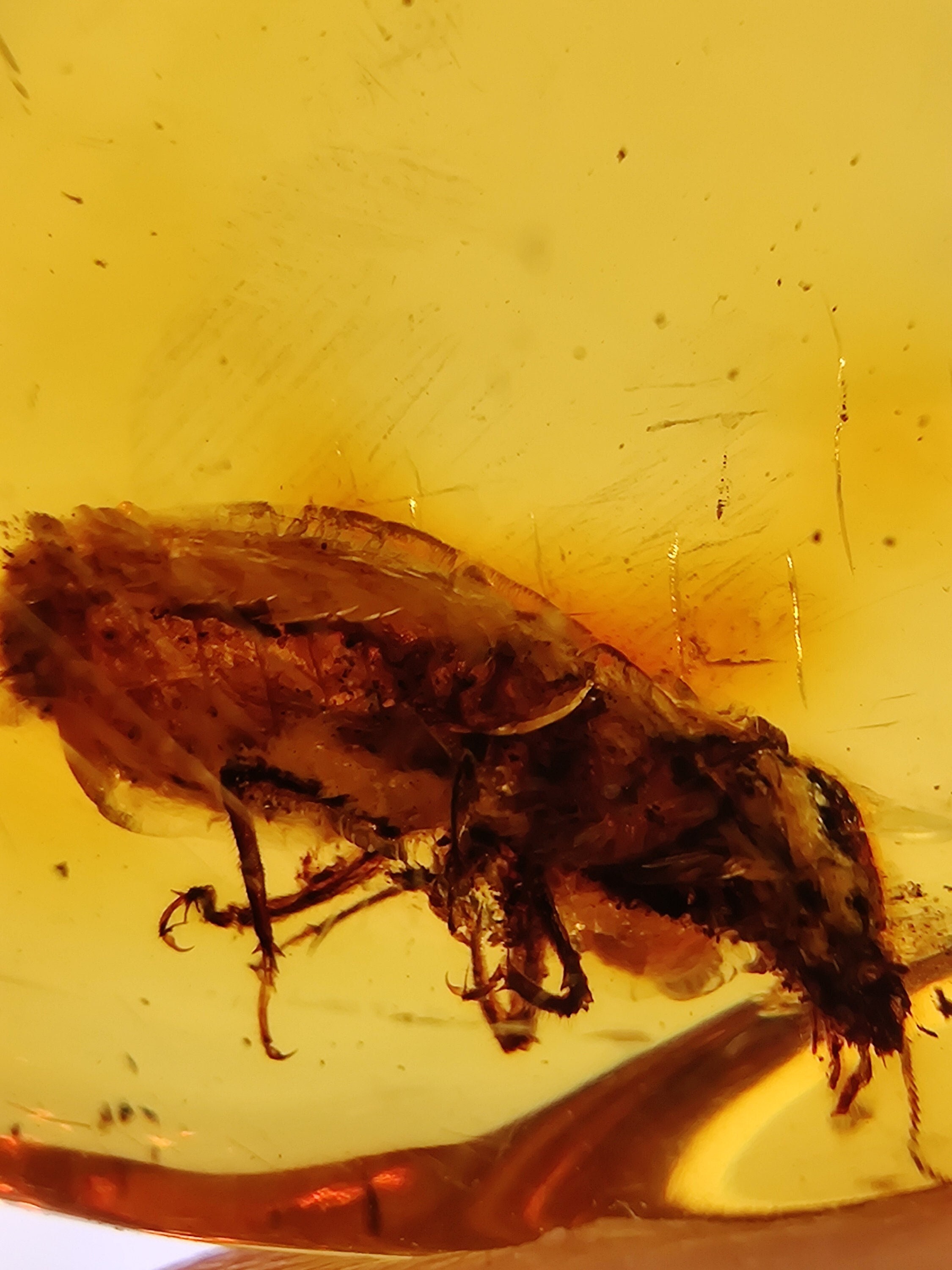 Ambre à Inclusion d'insectes, Chiapas, Mexique - Réagit Fortement Aux Uv