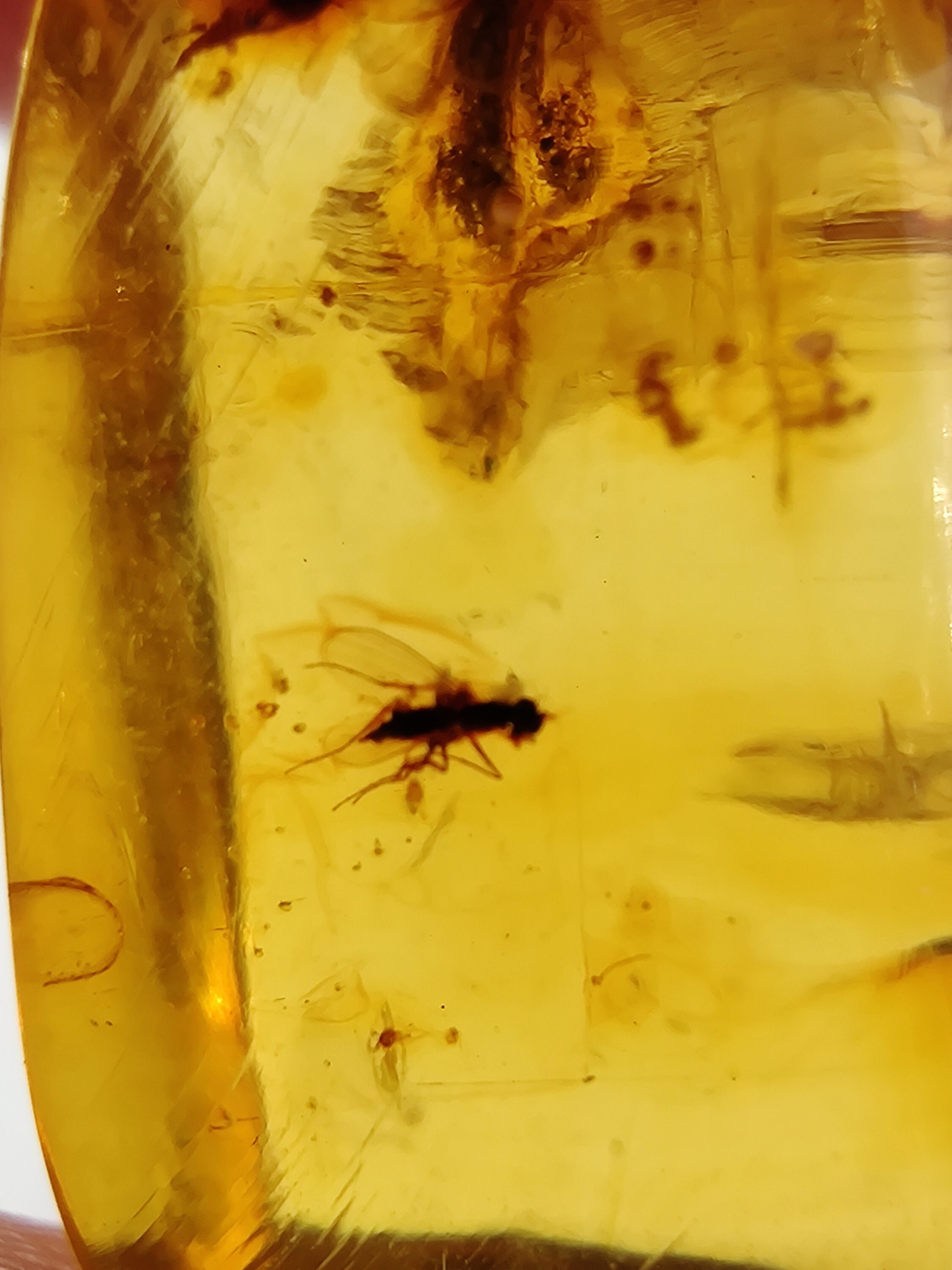 Ambre à Inclusion d'insectes, Chiapas, Mexique - Réagit Fortement Aux Uv