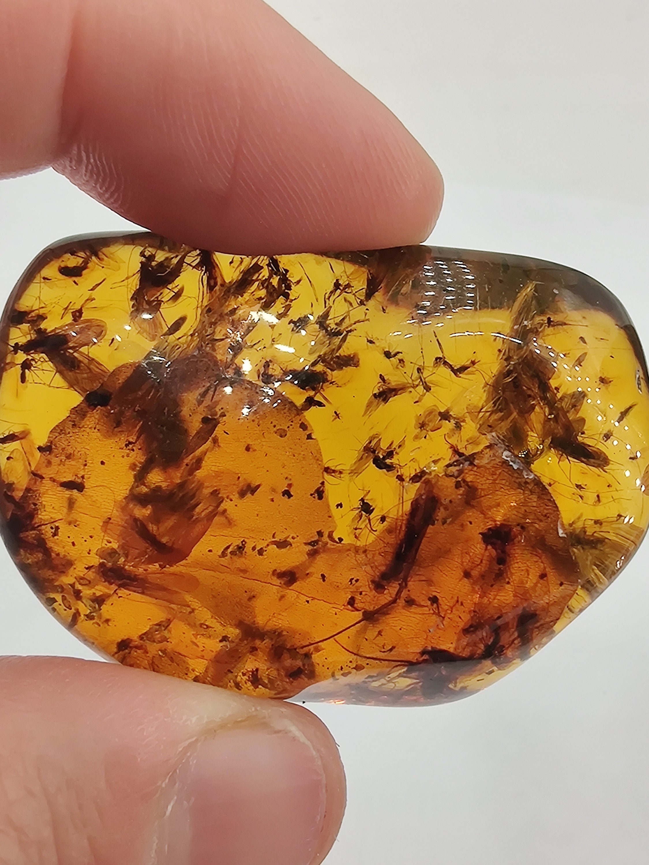 Ambre avec Des Centaines d'insectes