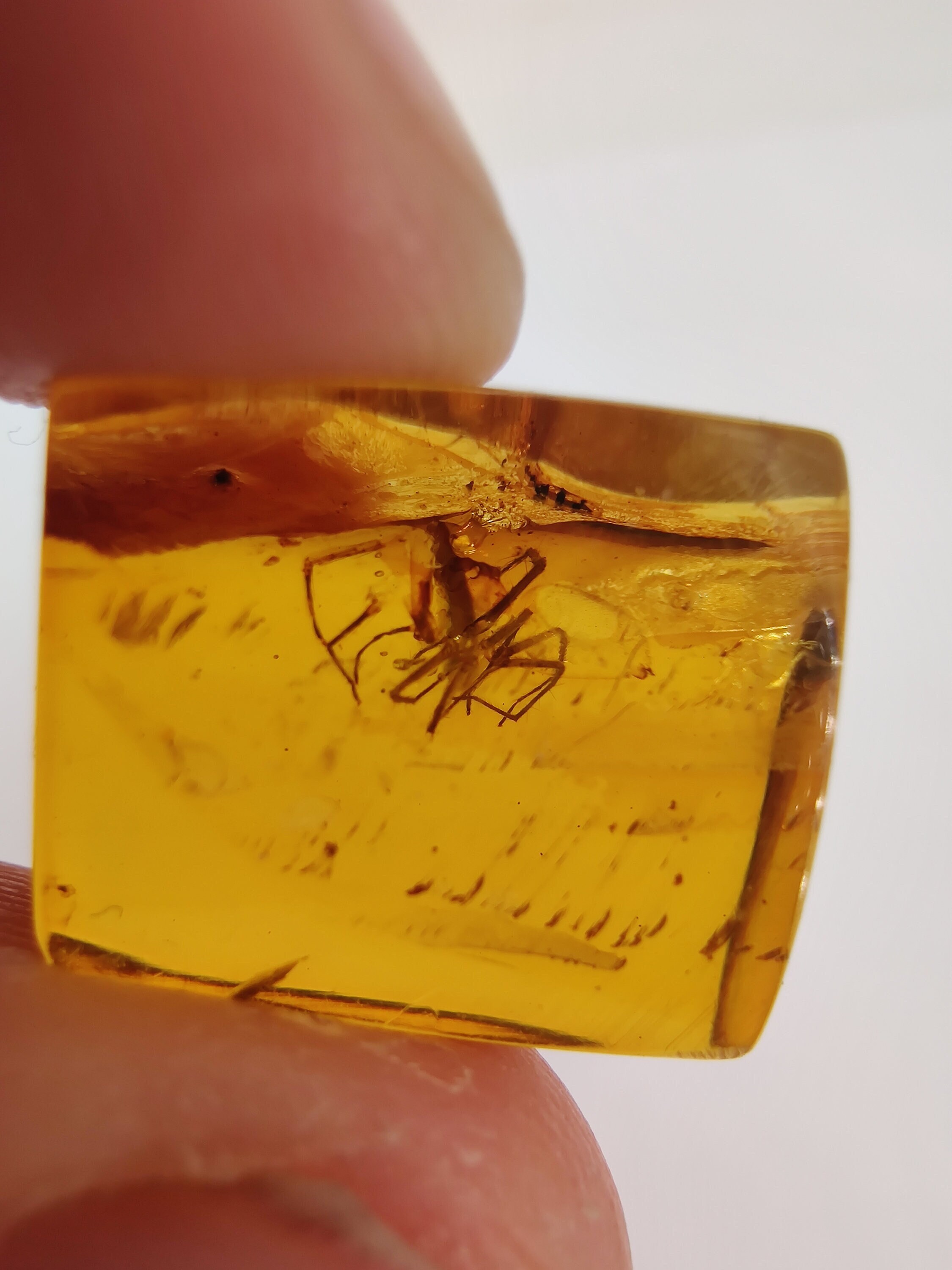 Ambre à Inclusion d'insecte 10Ct, Chiapas, Mexique - Uv Reactive