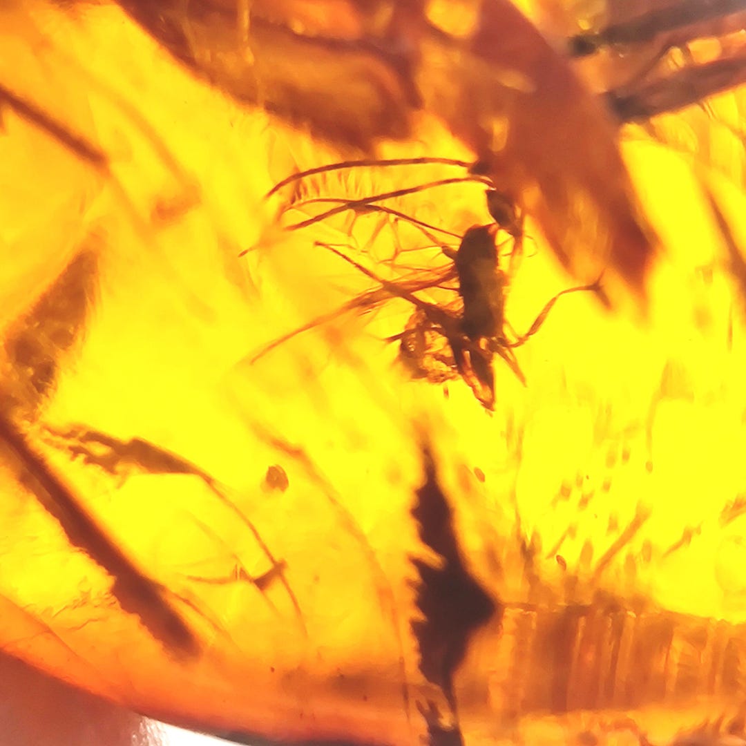 Super Amber With Insect Inclusions, Chiapas, Mexico - Etsy