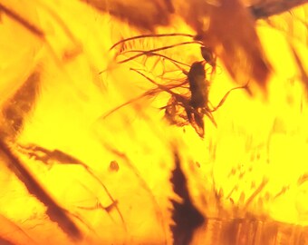Super Amber with Insect Inclusions, Chiapas, Mexico