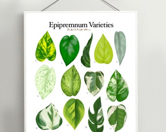 Epipremnum Varieties - Plant Identification Chart - Digital Download