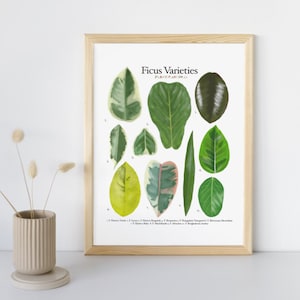 Ficus Sorten - Pflanzenbestimmung Tabelle - Digitaler Download