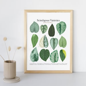 Variedades de Scindapsus - Tabela de identificação de plantas - Download digital