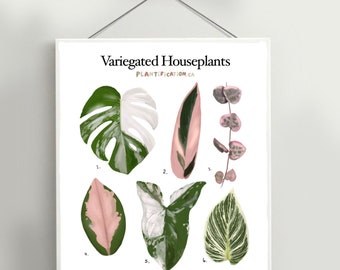 Variegated Houseplants - Plant Identification Chart Digital Print