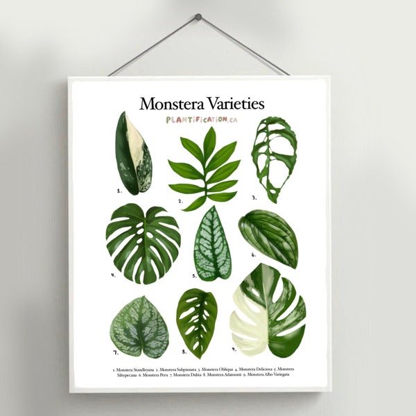 Monstera Varieties - Plant Identification Chart Digital Download