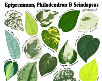 Plant Diagram Etsy When you purchase a syngonium, and there are quite a few varieties out there, they will appear compact. plant diagram etsy