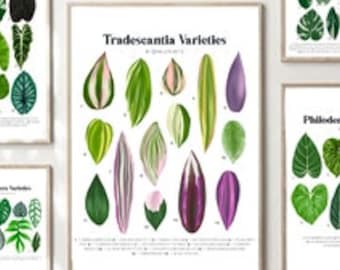 BUNDLE - 16 Plant Identification Charts - Digital Download