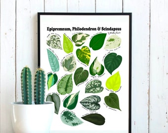 heartleaf philodendron hanging 6