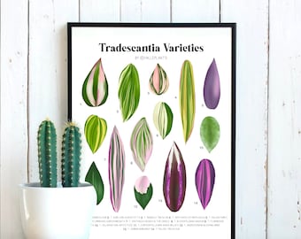 Tradescantia Varieties - Tableau d’identification des plantes - Téléchargement numérique