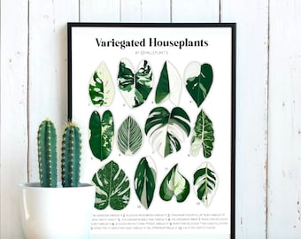 Variegated Varieties - Plant Identification Diagram - Digital Download