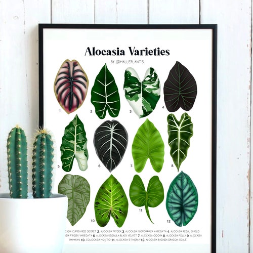 Scindapsus Varieties Plant Identification Chart Digital Etsy