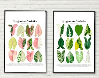 BUNDLE - 2 Syngonium Varieties - Plant Identification Charts - Digital Download