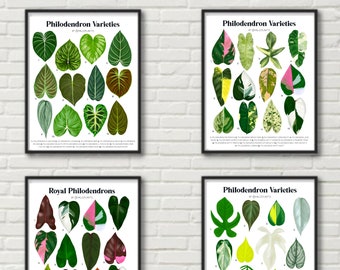 Monstera Varieties - Plant Identification Chart Digital Download - Etsy