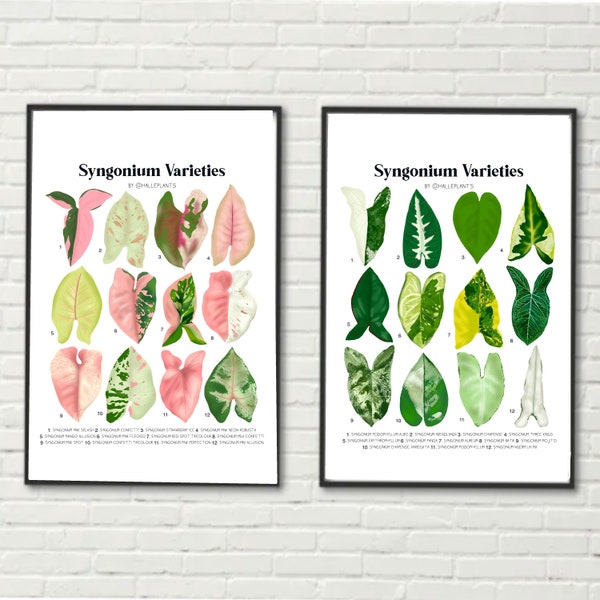 BUNDLE - 2 Syngonium Varieties - Plant Identification Charts - Digital Download