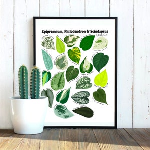 Epipremnum, Philodendron and Scindapsus Varieties - Plant Identification Chart - Digital Download