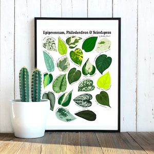 Epipremnum, Philodendron and Scindapsus Varieties - Plant Identification Chart - Digital Download