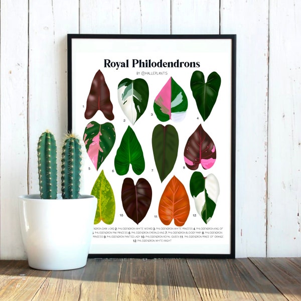 Pink Princess Philodendron Etsy