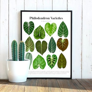 Velvet Philodendron Varieties - Plant Identification Chart - Digital Download