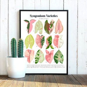 Pink Syngonium Varieties - Plant Identification Chart - Digital Download