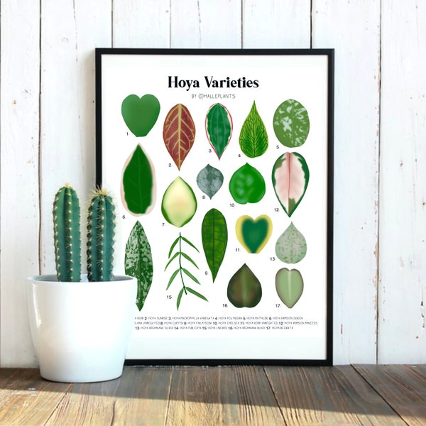 Hoya Varieties - Plant Identification Chart - Digital Download