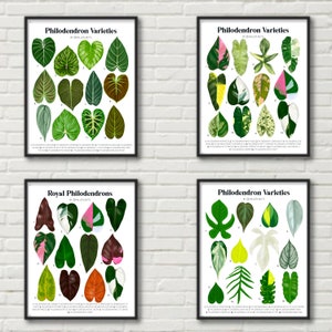 BUNDLE - 4 Philodendron Varieties - Plant Identification Charts - Digital Download