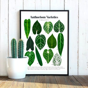 Anthurium Varieties - Plant Identification Chart - Digital Download