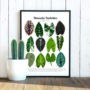 Alocasia Varieties - Plant Identification Chart - Digital Download