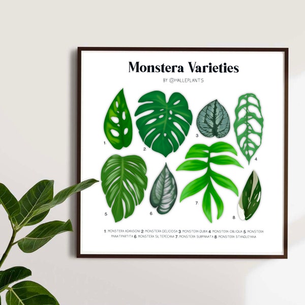 Monstera Varieties - Plant Identification Chart - Digital Download