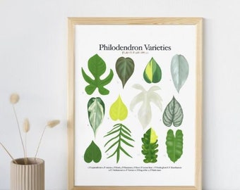 May include: A printable poster featuring illustrations of different Philodendron varieties. The poster has a white background with black text and is framed in a light wood frame. The text reads "Philodendron Varieties Plant Identification Guide".