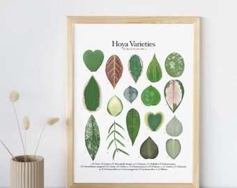 Könnte beinhalten: Ein druckbarer Poster mit einer Tabelle verschiedener Hoya-Sorten. Die Tabelle zeigt 18 verschiedene Arten von Hoya-Blättern, jedes mit einer einzigartigen Form, Farbe und Muster. Der Titel der Tabelle lautet "Hoya Varieties".