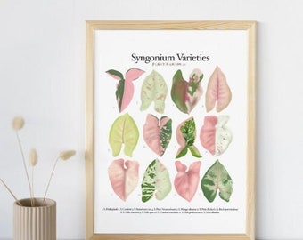 Monstera Varieties - Plant Identification Chart Digital Download - Etsy