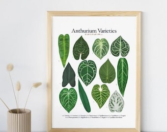 Anthurium (anthurium Andraeanum) Care Sheet | Digital Botanical Guide in PDF  for Plant Lovers. - Etsy