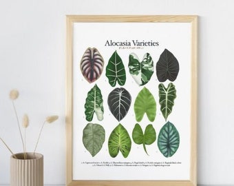 monstera white mint Mint Variegated Monstera Deliciosa 4
