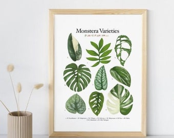 4 SIZES-Monstera Variety Identification Print-Deliciosa Albo  Variegated-Houseplants Chart-Swiss Cheese Plant Names-Types of Monstera-Poster  - Etsy.de